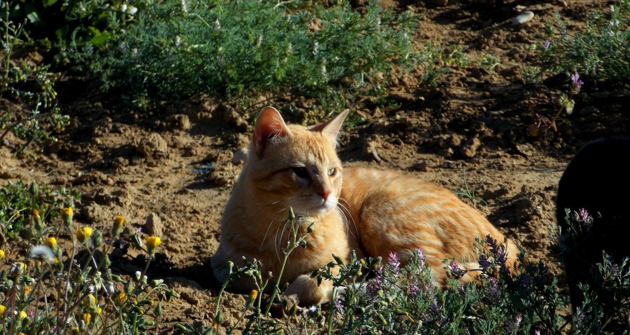 Comment aménager un coin extérieur pour son chaton ?